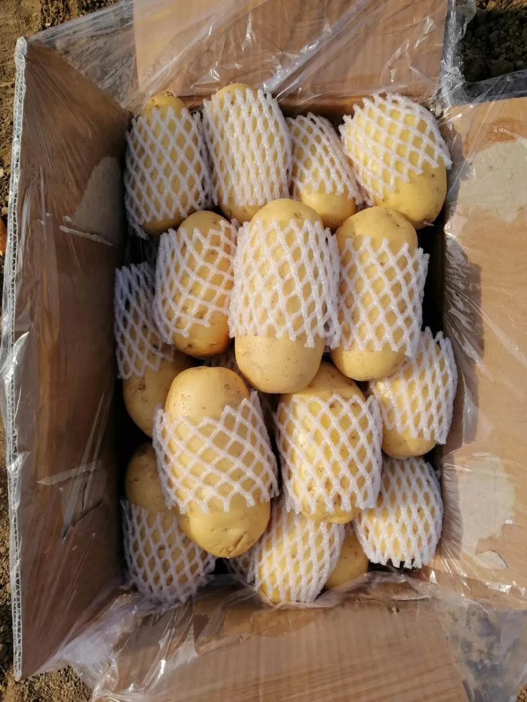 Chinese New Crop Selected Super Fresh Potato