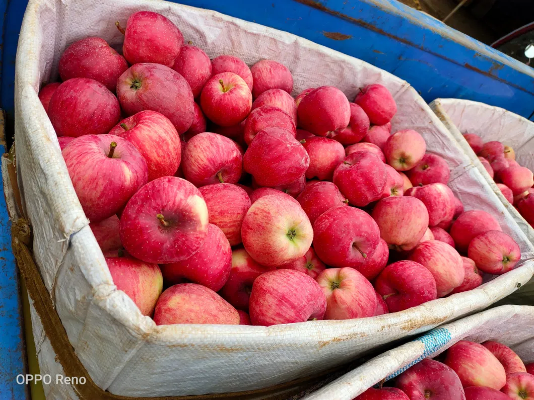 2020 Fresh Fruit Red FUJI Apples From China