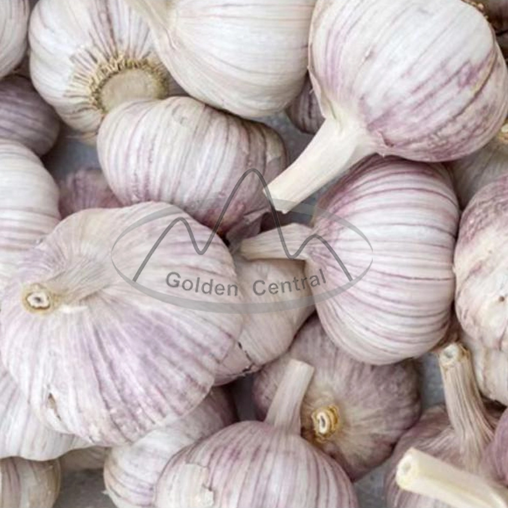 Top Quality Wholesale Fresh Solo Garlic in Mesh Bag