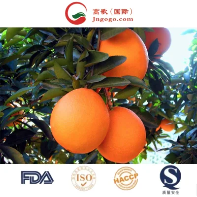 Vender os melhores fornecedores de laranja de umbigo fresca orgânica