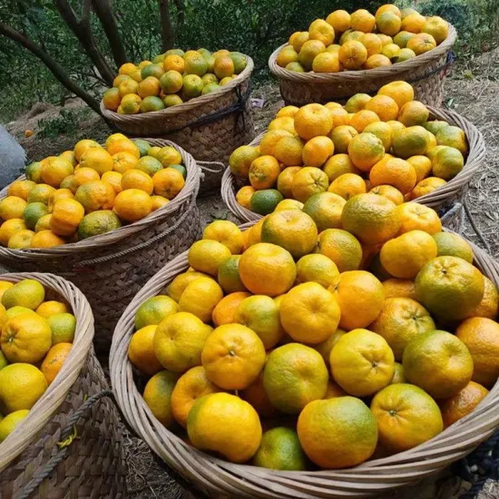 Melhor doce Yongchun Pokan, tangerina fresca de grau a