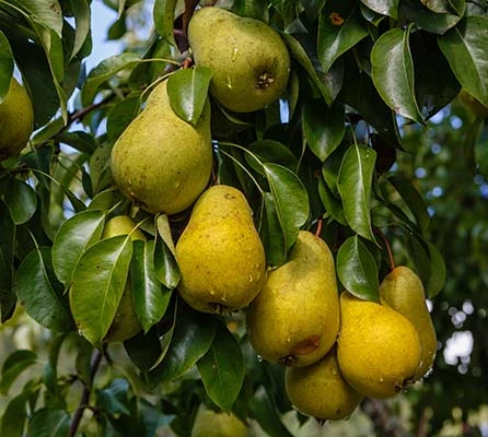 Pêra fresca chinesa nova safra na temporada de vendas