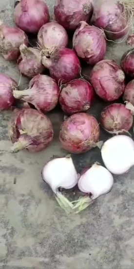 Todo atacado vermelho amarelo branco verde colheita de pele descascada roxa orgânica congelada vegetais frescos preço de cebola do fornecedor de fábrica