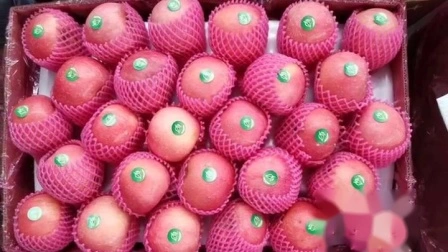 Maçã Fruta Maçã Fresca com Preço Competitivo Maçã Fresca