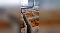 Frutas frescas laranja umbigo de Shandong China