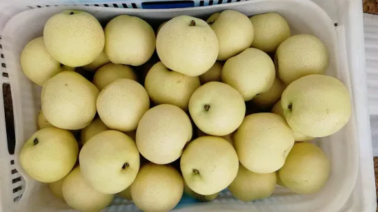 Fruta fresca da pera Qiuyue da coroa da China com uva laranja da maçã do ISO HACCP